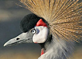 Vogel(Der Punk unter den Vögeln)